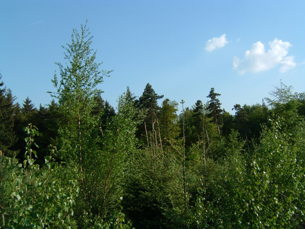 DSCF0026.JPG