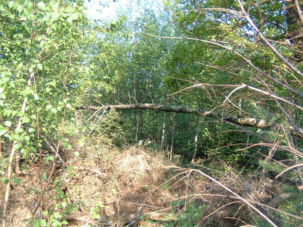 DSCF0031.JPG