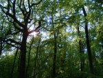 DSCF0009.JPG