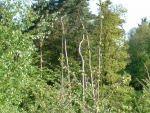 DSCF0029.JPG
