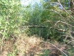 DSCF0031.JPG