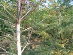 DSCF0032.JPG