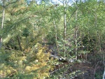 DSCF0033.JPG