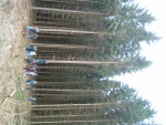 DSCF0109.JPG